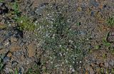 Gypsophila elegans