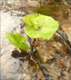 Petasites hybridus. Листья молодого растения, растущего в ручье. Черноморское побережье Кавказа, Новороссийск, у мыса Шесхарис, дно ущелья, поросшее шибляком. 8 марта 2010 г.