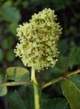 Sambucus racemosa