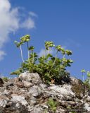 Potentilla geoides