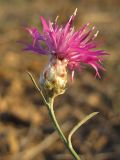 Centaurea sterilis