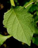 Jaltomata procumbens