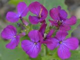 Lunaria annua