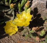 Opuntia humifusa