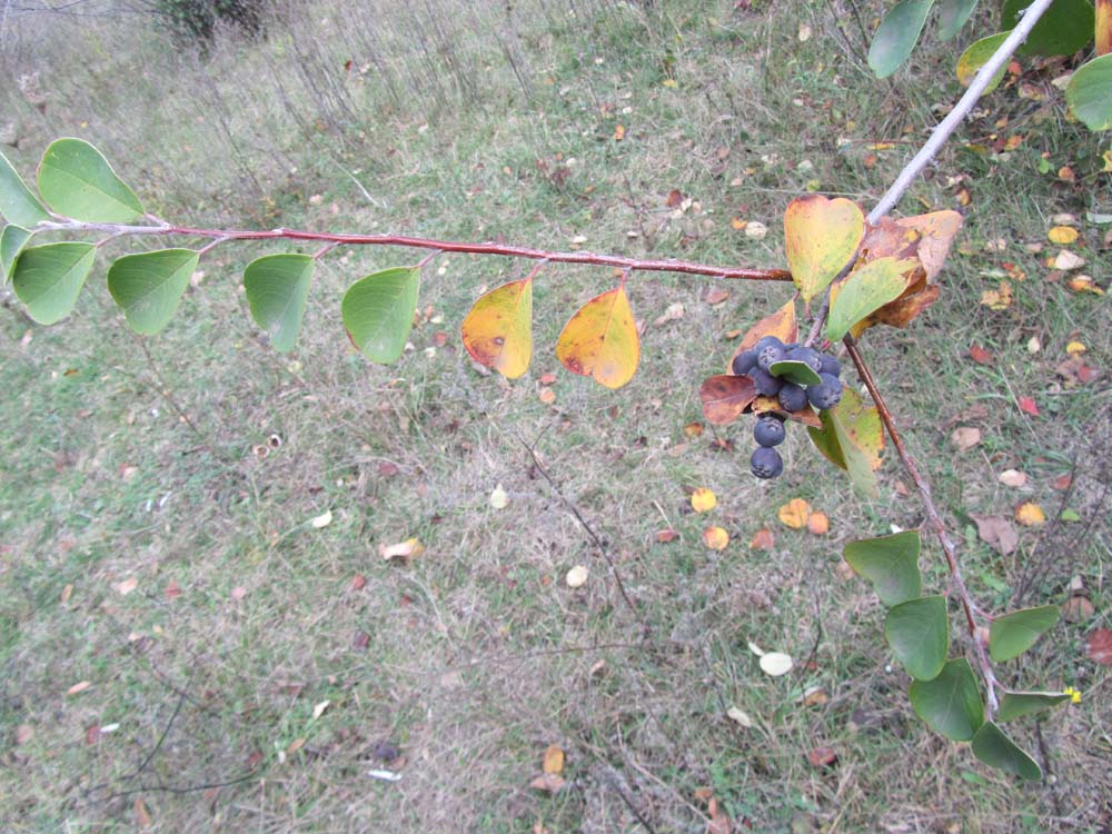 Изображение особи Cotoneaster melanocarpus.