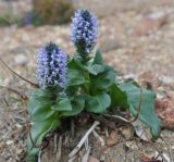 Lagotis glauca. Цветущее растение. Камчатский край, вулкан Мутновский. 27.07.2013.