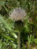 Cirsium rhizocephalum