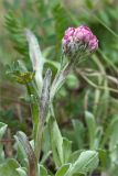 Antennaria dioica. Верхушка цветущего растения. Кольский п-ов, Хибины, подножие у южного склона массива Кукисвумчорр. 18.06.2013.