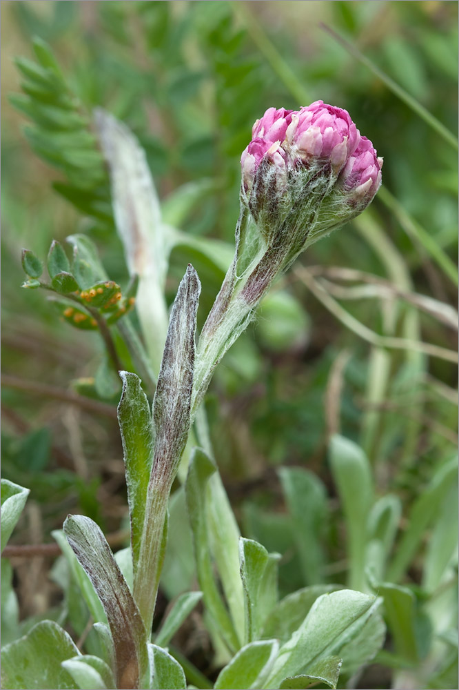 Изображение особи Antennaria dioica.