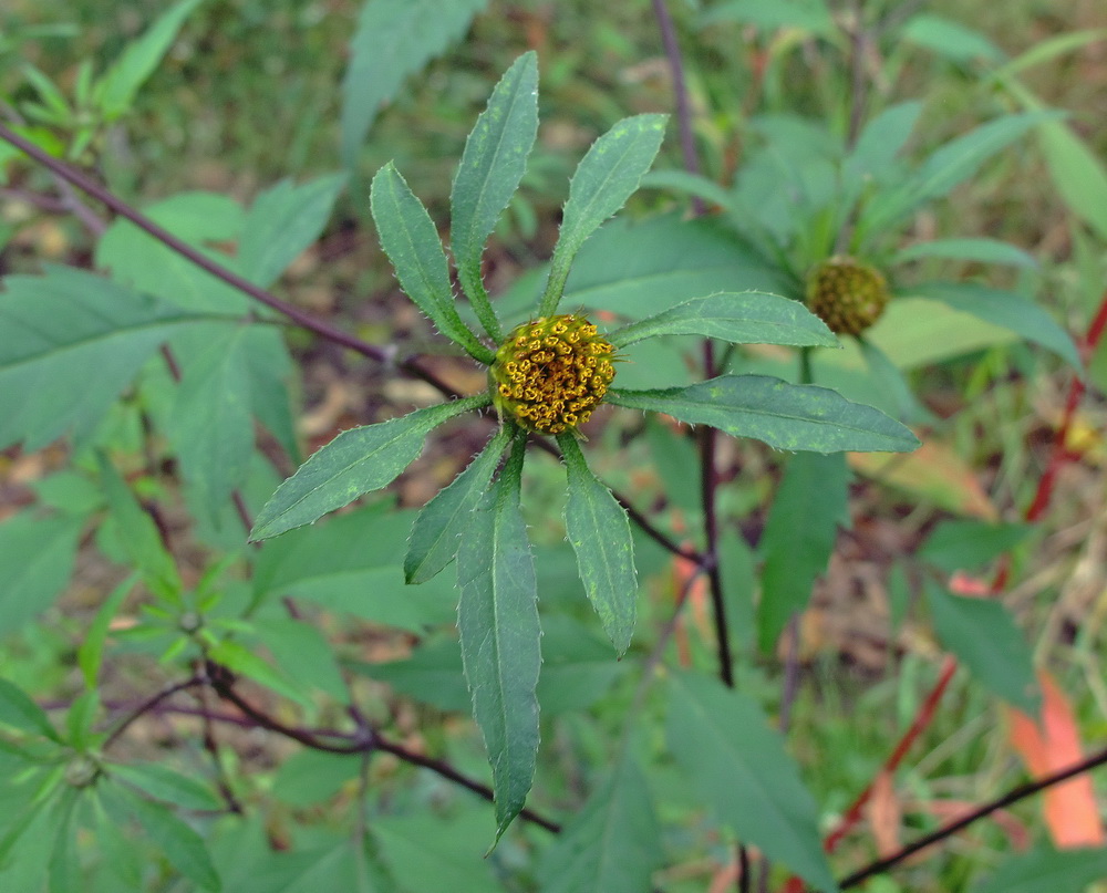 Изображение особи Bidens frondosa.