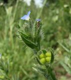 Lycopsis orientalis. Верхушка побега. Краснодарский край, Кущевский р-н, станица Шкуринская, пустыри. 26.06.2009.