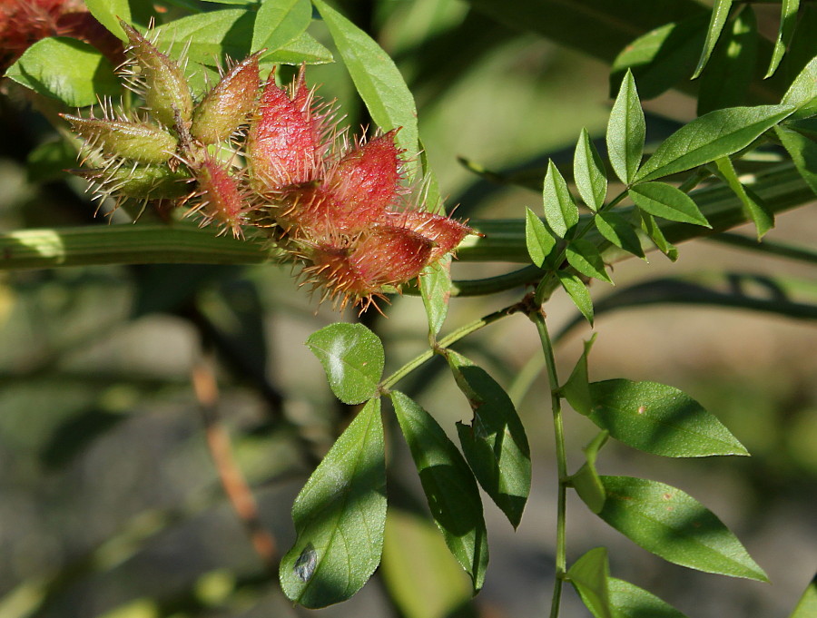 Изображение особи Glycyrrhiza echinata.