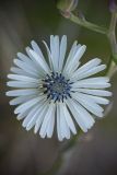 Lactuca tuberosa