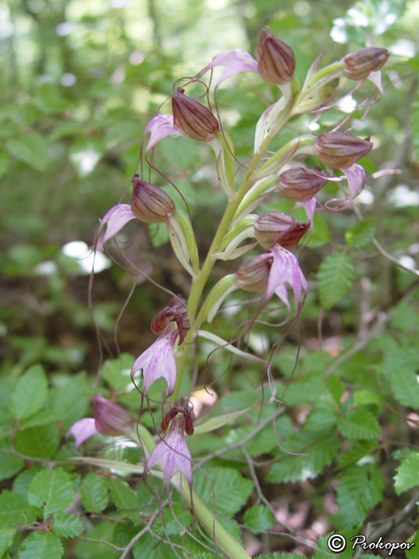 Изображение особи Himantoglossum comperianum.