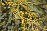 Acacia saligna. Распускающиеся соцветия и филлодии. Греция, п-ов Пелопоннес, окр. г. Пиргос, муниципальный парк. 19.03.2014.