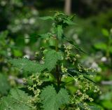 Urtica pilulifera