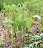 Juglans nigra. Молодое растение. Вологодская область, Шекснинский район. 15.06.2014.