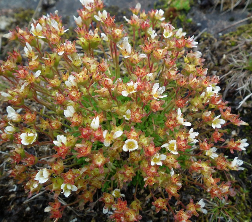 Изображение особи Saxifraga cespitosa.