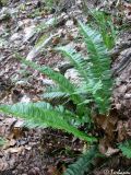 Polystichum lonchitis. Папоротник на склоне яйлы. Крымский природный заповедник, северо-восточный склон Бабуган-Яйлы. 18.07.2009.