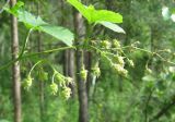 Humulus lupulus. Побег с женскими соцветиями. Томская обл., окр. г. Томск, березово-сосновый лес. 03.08.2009.