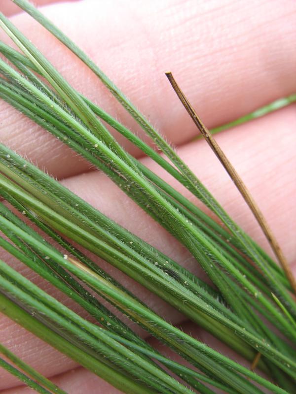 Изображение особи Stipa pontica.