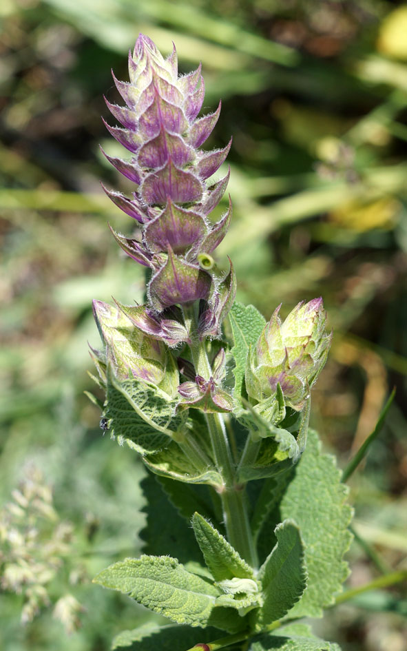 Изображение особи Salvia deserta.