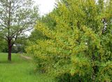 Berberis vulgaris