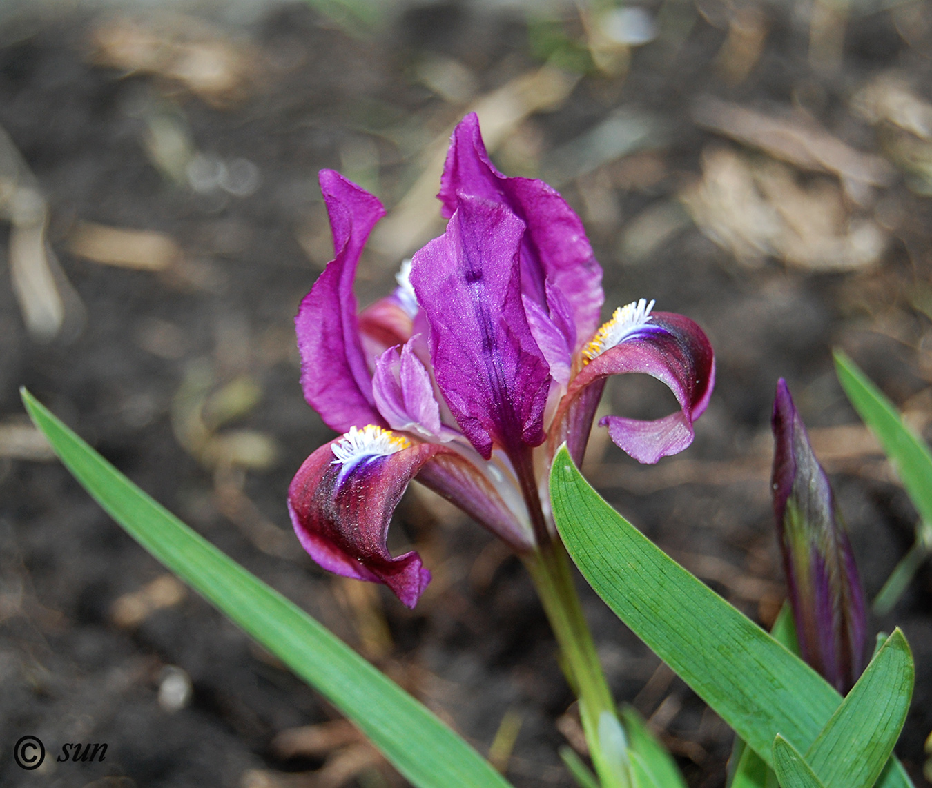 Image of Iris pumila specimen.