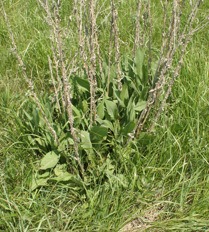 Изображение особи Chartolepis intermedia.