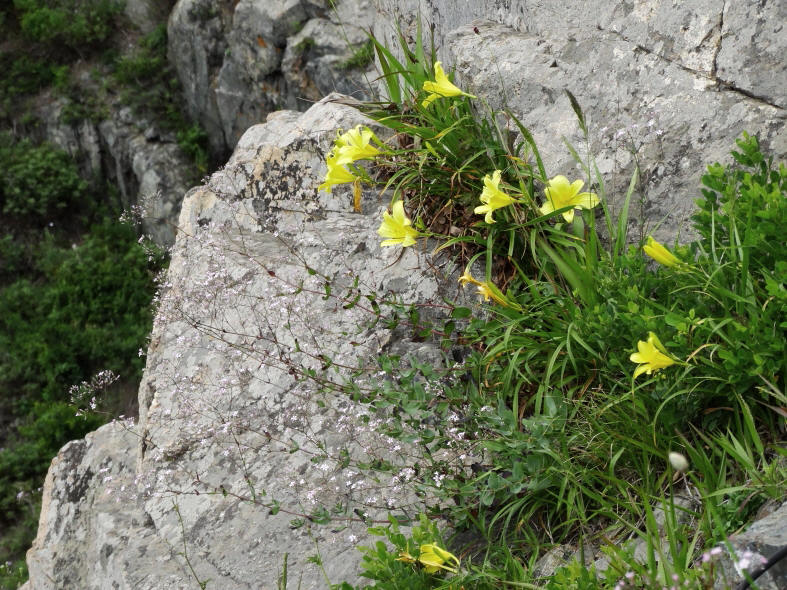 Изображение особи Hemerocallis minor.