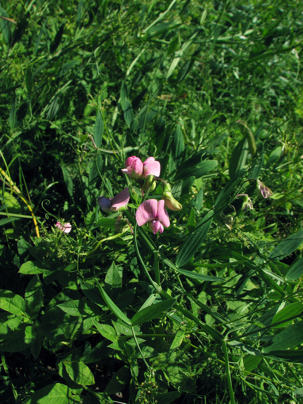 Изображение особи Lathyrus sylvestris.