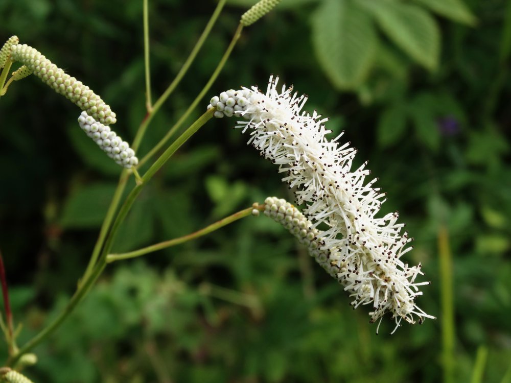 Изображение особи Sanguisorba parviflora.