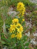 Solidago virgaurea