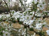 Spiraea thunbergii