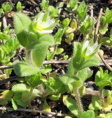 Изображение особи Cerastium semidecandrum.