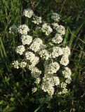 Spiraea hypericifolia. Ветвь с соцветиями. Украина, г. Запорожье, балка Щавелевая, степь. 06.05.2017.