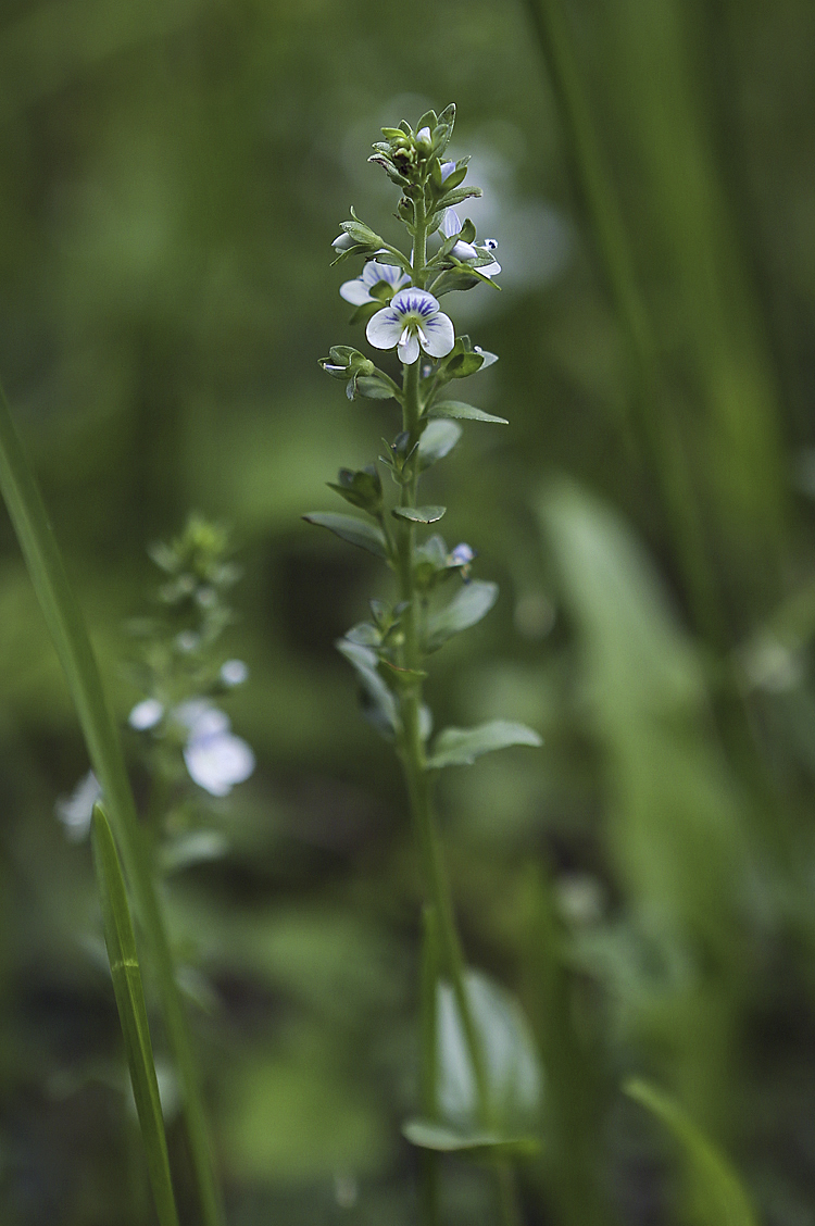 Изображение особи Veronica serpyllifolia.