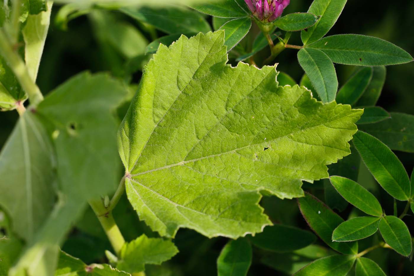 Изображение особи Althaea officinalis.