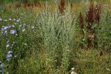 Artemisia absinthium