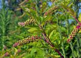 Phytolacca americana