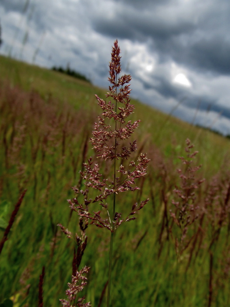 Изображение особи род Agrostis.