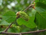 Betula lanata. Часть ветки с листом и женской сережкой. Магаданская обл., окр. г. Магадан, побережье бухты Нагаева, Морпортовская сопка, каменноберезняк. 12.06.2016.