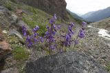 род Campanula. Цветущие растения. Кабардино-Балкария, Эльбрусский р-н, ущелье Азау возле водопада Нижний Малый Азау. 19.07.2009.