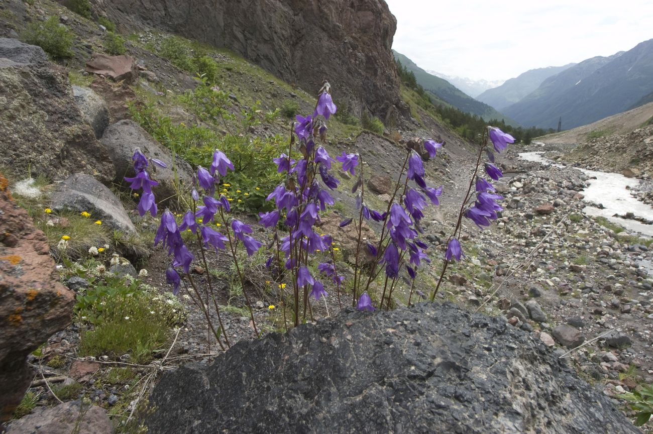 Изображение особи род Campanula.