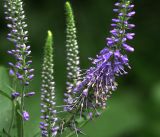 Veronica longifolia