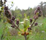 Syringa vulgaris