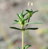 Image of taxon representative. Author is Роланд Цандекидис