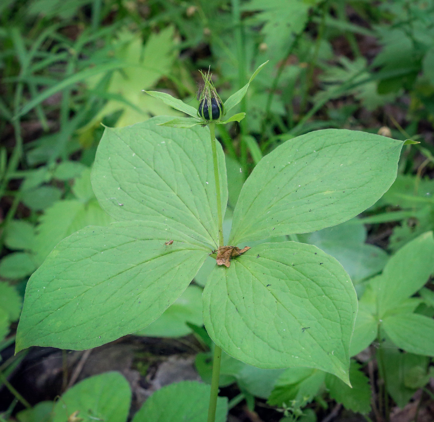 Изображение особи Paris quadrifolia.