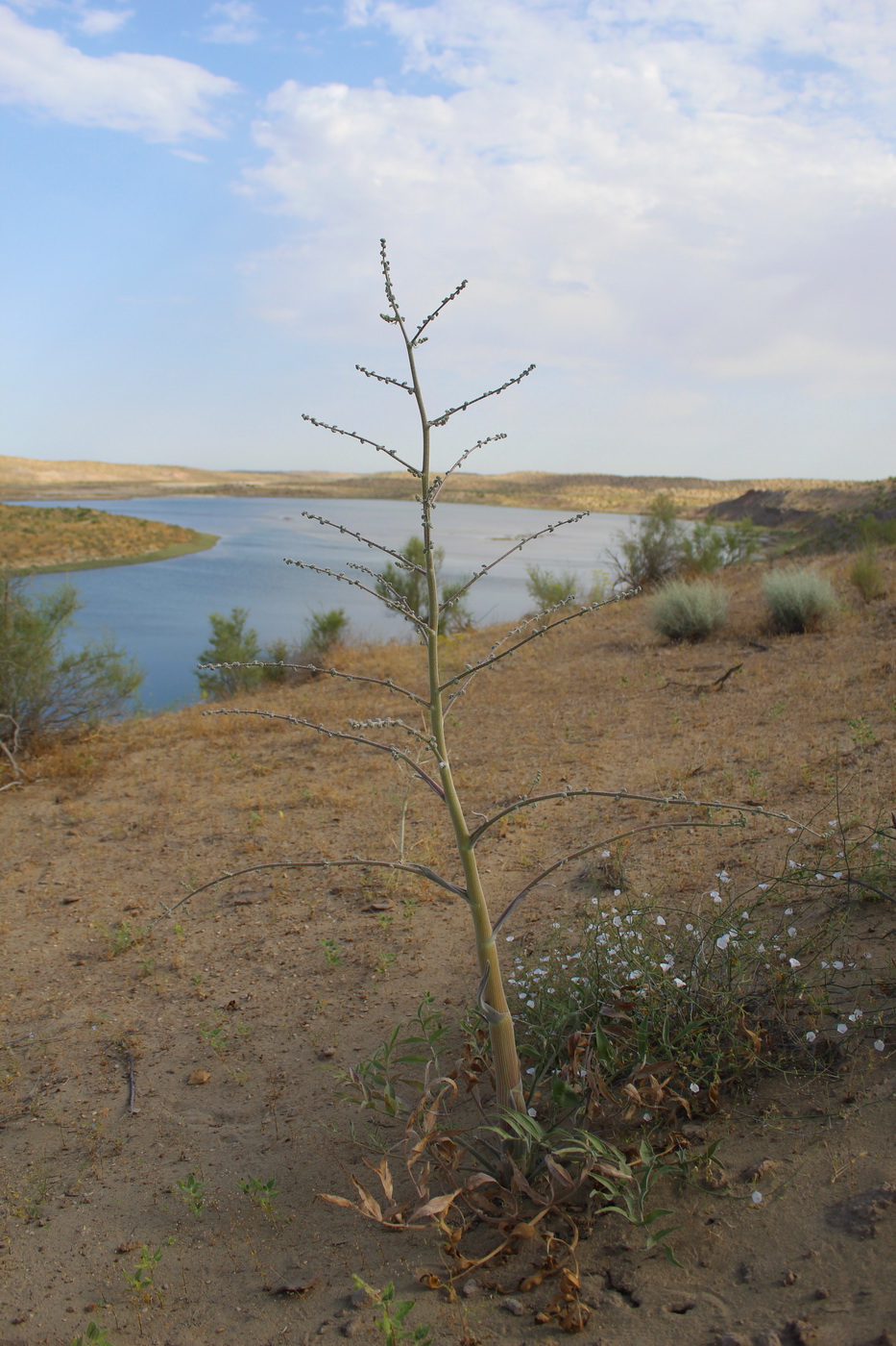 Image of Dorema sabulosum specimen.