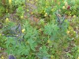 Thermopsis lupinoides